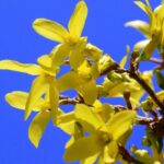 forsythia intermedia maree dor forsizia 1