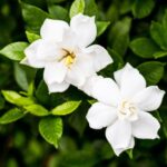 gardenia jasmeinoides crow jewel cov 1