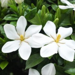 gardenia jasmeinoides kleims hardy 1
