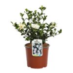 gardenia jasmeinoides kleims hardy