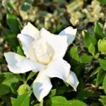 gardenia jasmeinoides radicans 1