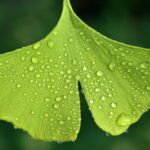 ginkgo biloba 1