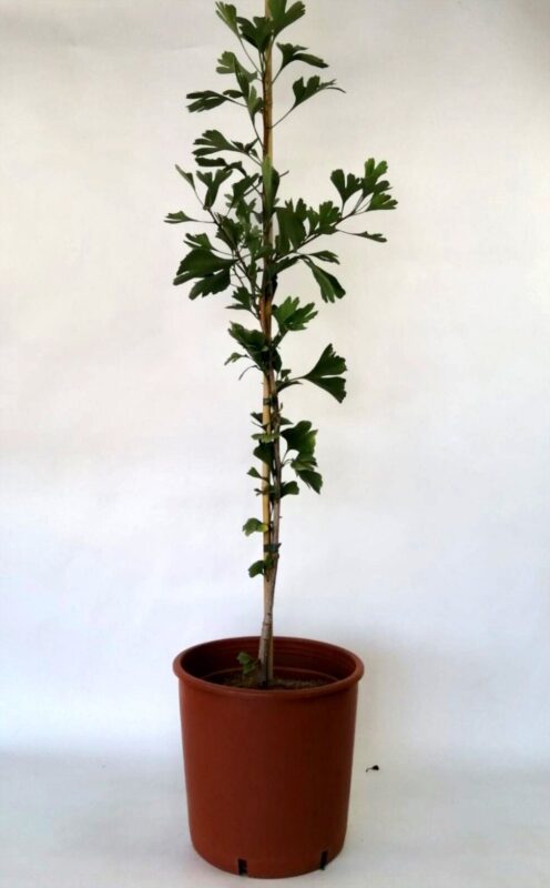 ginkgo biloba