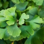 ginkgo biloba fastigiata 1