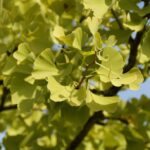 ginkgo biloba mariken 1
