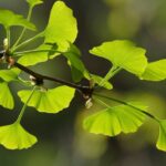 ginkgo biloba menhir 1