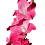 gladiolo pink lady 10 bulbi