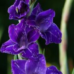 gladiolo skyfall 10 bulbi