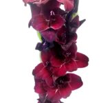 gladiolo sunset 10 bulbi