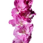 gladiolo violet summer 10 bulbi