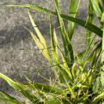hakonechloa macra 1 1
