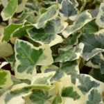hedera alba elegantissima edera 1