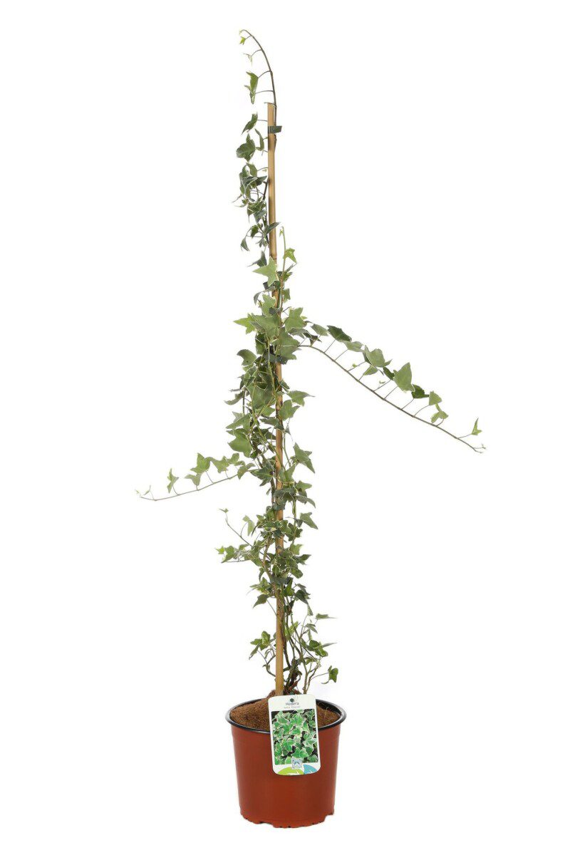 hedera helix sagittifolia variegata edera