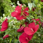 hibiscus moscheotus midnight marvel ibisco 1