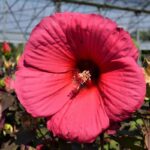 hibiscus moscheotus planet griotte tangri ibisco 1