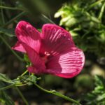 hibiscus moscheotus summerific berry awesome ibisco 1