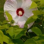 hibiscus moscheotus summerific perfect storm ibisco 1