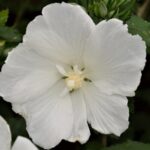 hibiscus syriacus diana ibisco 1