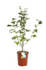 hibiscus syriacus diana ibisco