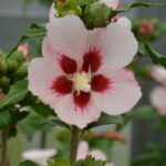 hibiscus syriacus hamabo dettaglio 013041