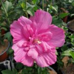 hibiscus syriacus magenta dettaglio 013510