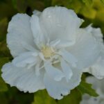 hibiscus syriacus white chiffon ibisco 1