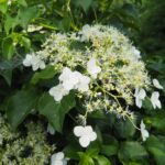 hydrangea anomala petiolaris ortensia 2