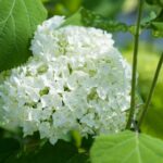 hydrangea arborescens annabelle ortensia 3