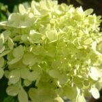 hydrangea arborescens lime rickey ortensia 2
