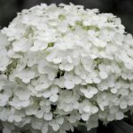 hydrangea arborescens strong annabelle ortensia 2