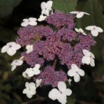 hydrangea aspera villosa ortensia