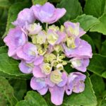 hydrangea macrophylla adria ortensia 2