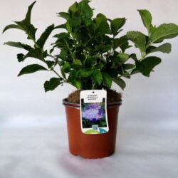 hydrangea macrophylla bodensee ortensia 1
