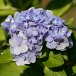 hydrangea macrophylla bodensee ortensia 2
