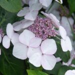 hydrangea macrophylla lanarth white ortensia 1