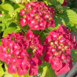 hydrangea macrophylla leuchtfeuer ortensia 1