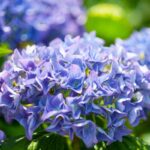 hydrangea macrophylla mathilde gutges ortensia 1