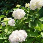 hydrangea macrophylla mme emile moulliere ortensia 3