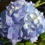 hydrangea macrophylla nikko blue ortensia 2