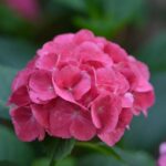 hydrangea macrophylla red baron ortensia 2