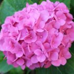 hydrangea macrophylla rosita ortensia 2