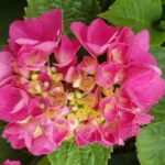 hydrangea macrophylla selma ortensia