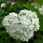 hydrangea macrophylla souer therese ortensia 2