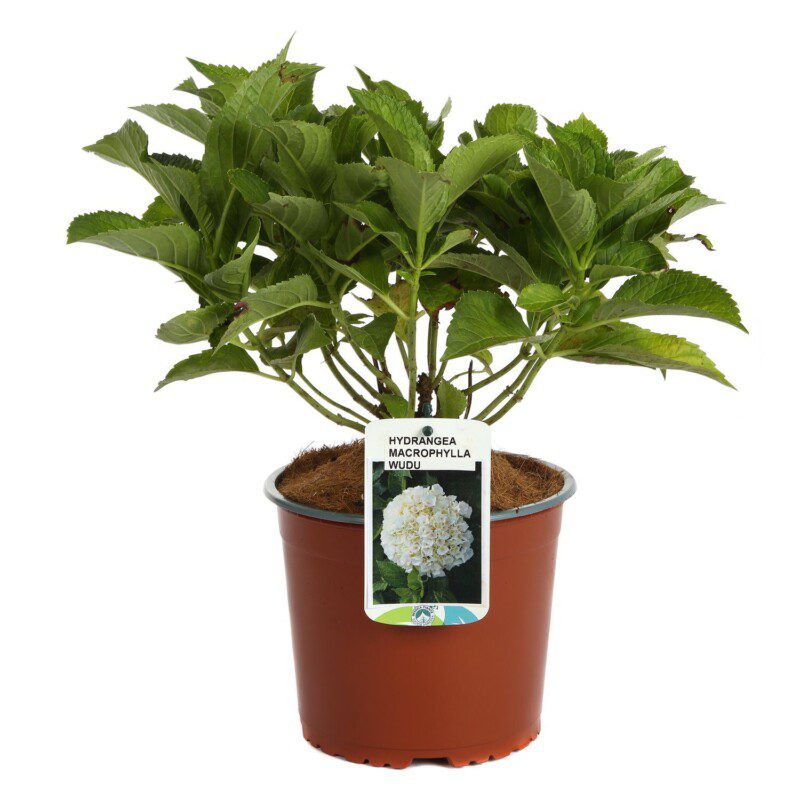 hydrangea macrophylla wudu ortensia 1