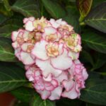 hydrangea macrophylla you e me miss saori ortensia 2