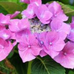 hydrangea macrophylla zorro rose ortensia 2