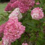 hydrangea paniculata fraise melba ortensia 2