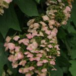 hydrangea quercifolia alice ortensia