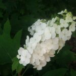 hydrangea quercifolia snowflake ortensia
