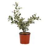 ilex aquifolium argenteomarginata agrifoglio